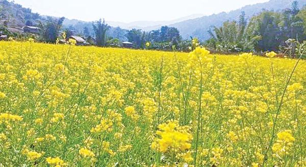 实皆省边陲地区种植油菜喜获成功