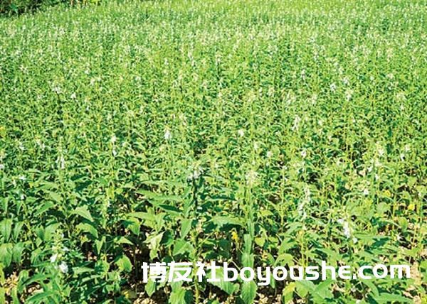 曼德勒省皎栖县区规划种植油料作物1万多英亩