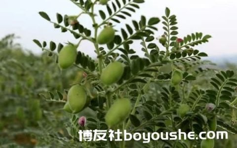 实皆省敏务县区已种植了14,000多英亩鹰嘴豆